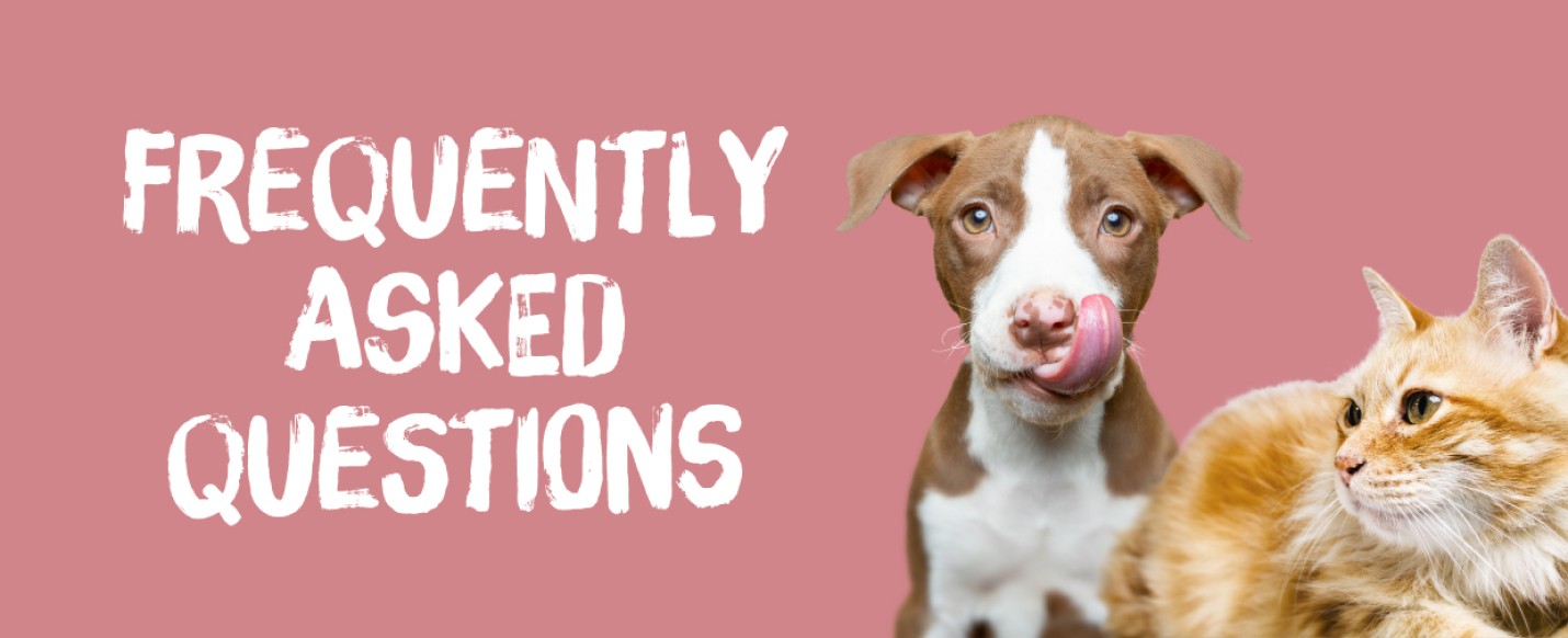 A brown and white rescue dog licking his lips and a ginger rescue cat on a pink background which says ‘Frequently Asked Questions’