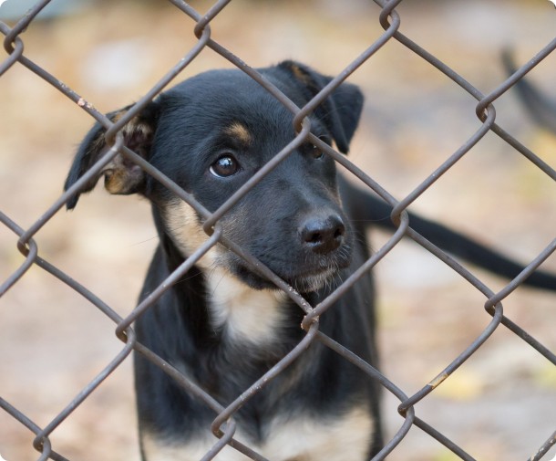A sad looking mixed breed rescue puppy behind the fence of a rescue shelter