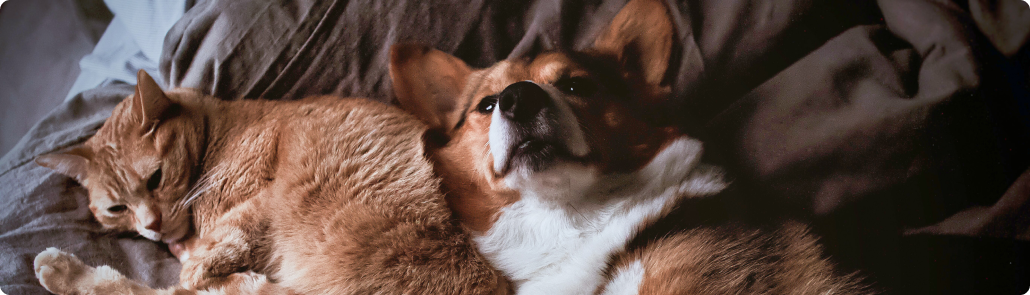 A rescue corgi dog and a rescue ginger cat relaxing on their backs on a bed