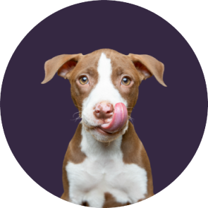 A brown and white rescue dog licking his lips on a purple background