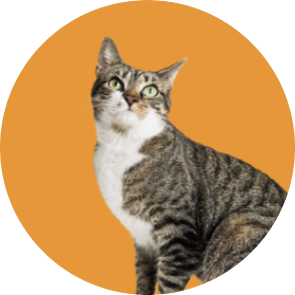 A rescue tabby cat on an orange background