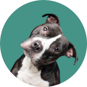 A black and white rescue Staffordshire Bull Terrier on a green background