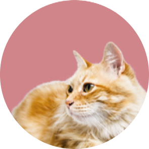 A ginger rescue cat on a pink background