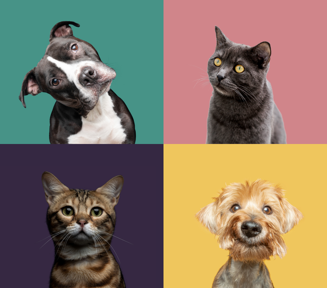 A rescue Staffordshire Bull Terrier, a rescue tabby cat, a Russian Blue rescue cat and a rescue Yorkshire Terrier on a mixed colour background